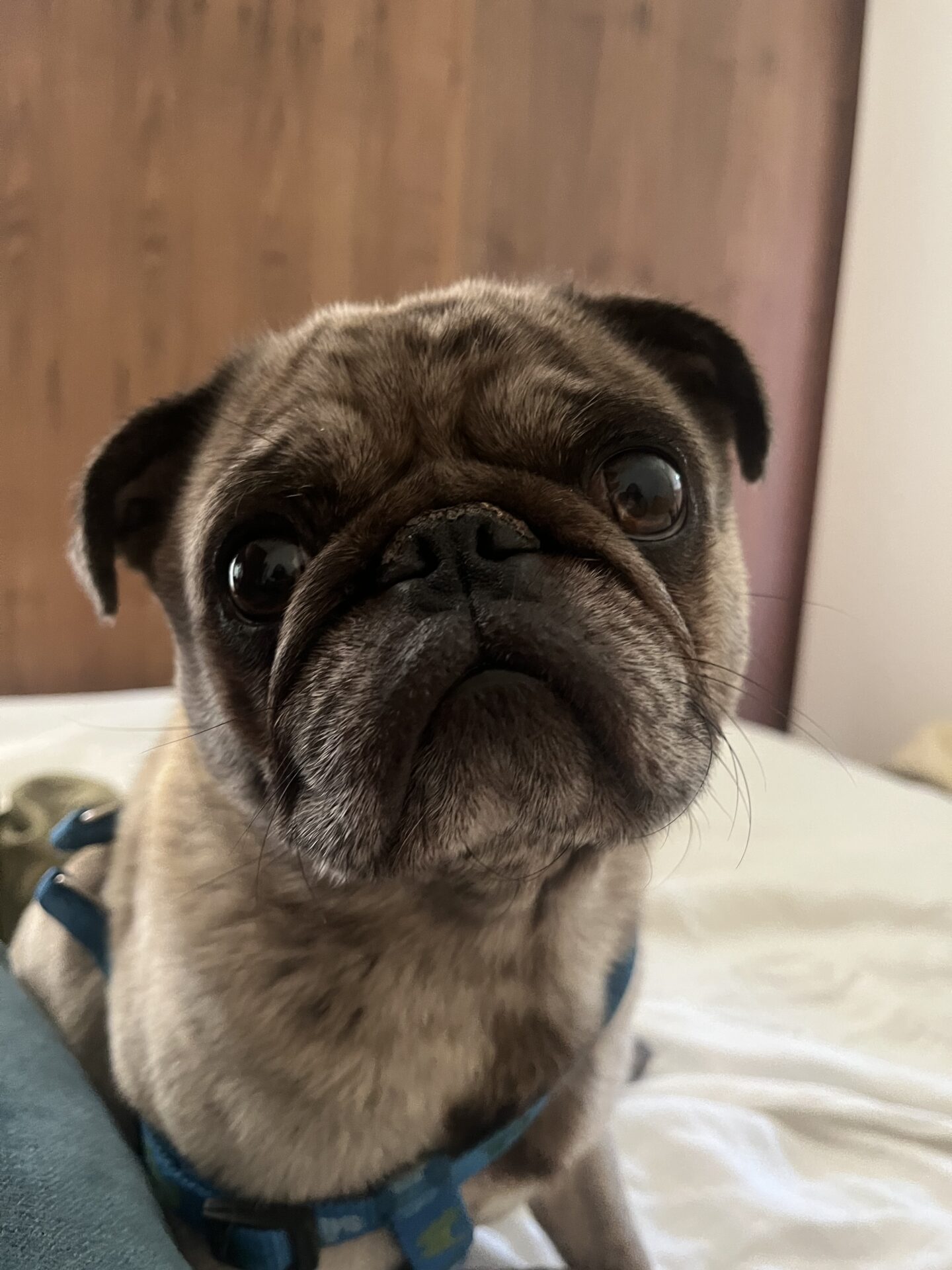 Muffin, a 2 years old male Pug available for adoption from All Dogs Matter in Greater London
